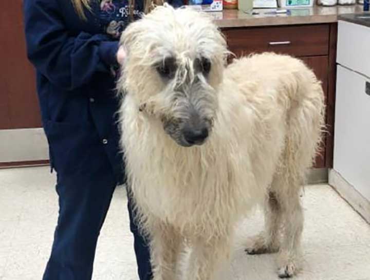 Preventive Care for Dogs