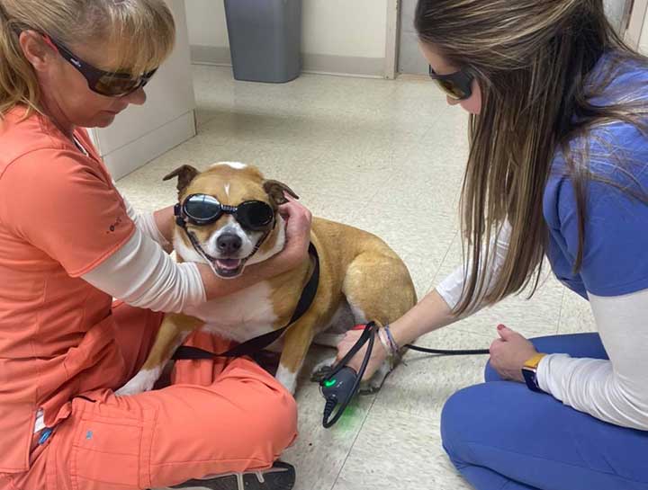 Pet Laser Therapy